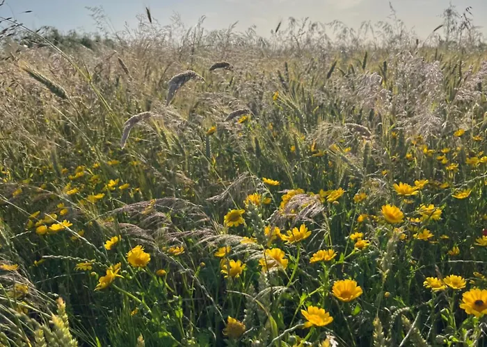 Ferienhaus Sielanka Dom Nad Morzem Slawoszyno